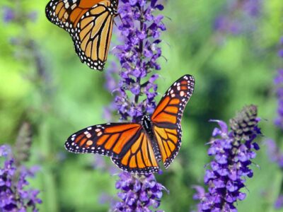 Three monarchs landing on a purple flowers