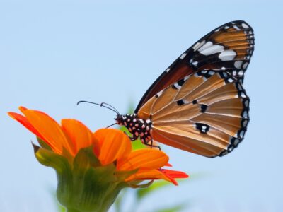 Monarch butterfly on orange flower, blue background