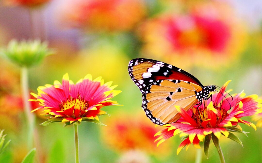 Why the Butterfly? The story behind the Teen Savvy Coaching butterfly logo