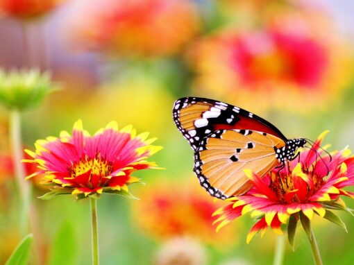 Why the Butterfly? The Story Behind the Teen Savvy Coaching Butterfly Logo Why the Butterfly? The Story Behind the Teen Savvy Coaching Butterfly Logo