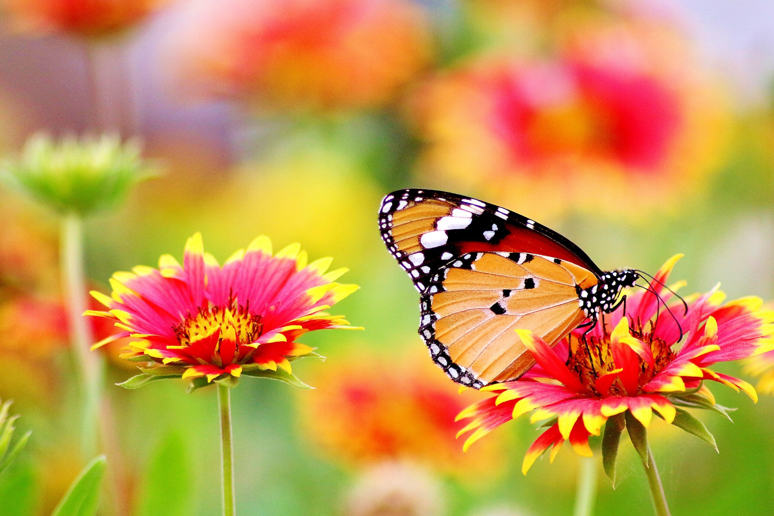 Monarch butterfly landing on a red and yellow flower