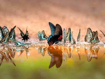 Blue butterflies drinking from puddle
