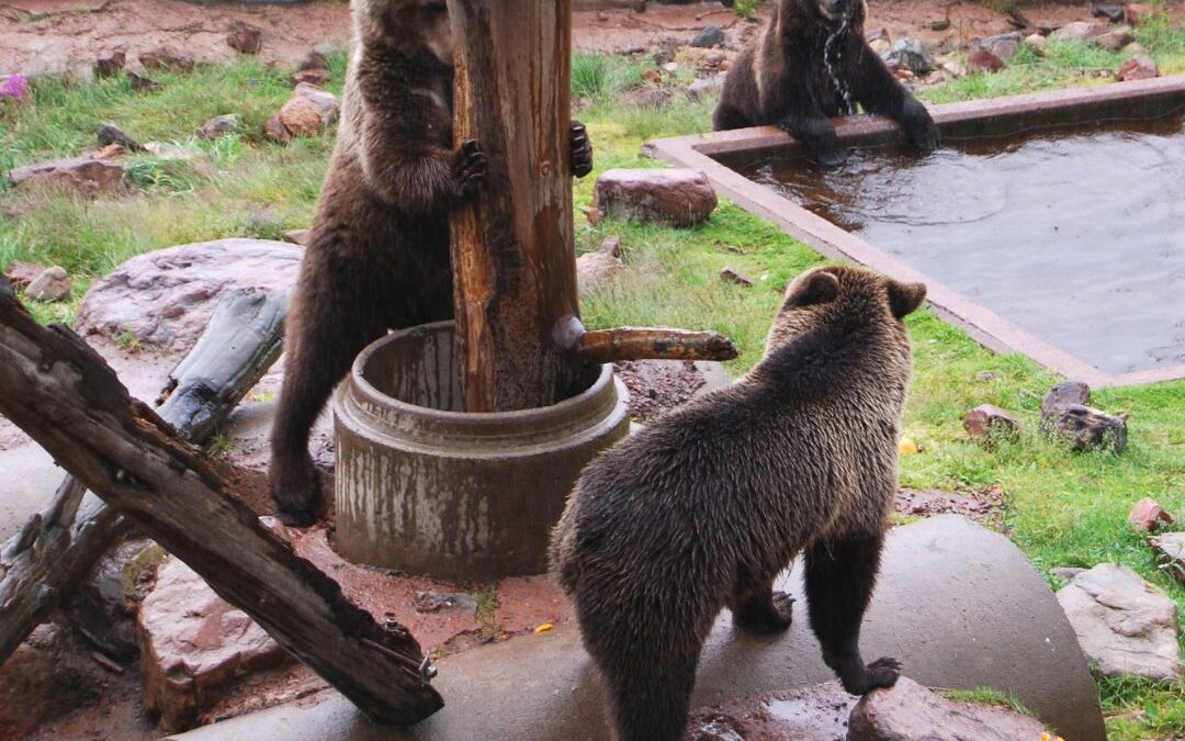 Parenting Can Be a Real Bear: Authoritarian, Permissive, and Authoritative Parenting Approaches