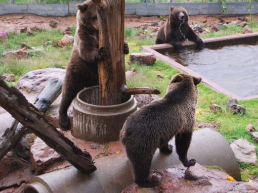 Parenting Can Be a Real Bear: Authoritarian, Permissive, and Authoritative Parenting Approaches Parenting Can Be a Real Bear: Authoritarian, Permissive, and Authoritative Parenting Approaches