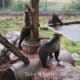 Three grizzly bears playing in a zoo or enclosed habitat. One is on its hind legs hugging a tree trunk. One is on all fours looking at the tree-hugger. A third is in the background with its front paws in a small pool of water.